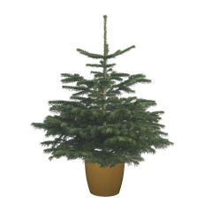Needlefresh Nordman Fir 100/125cm 7L