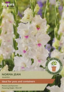 Taylor's Bulbs Gladioli Norma Jean