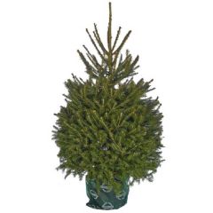 Needlefresh Norway Spruce Pot Grown Christmas Tree 150/175cm