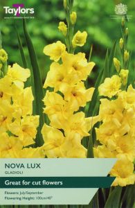 Taylor's Bulbs Gladioli Nova Lux