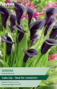 Taylor's Bulbs Zantedeschia Odessa