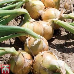 Onion Hylander - Thompson & Morgan