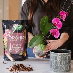 Westland Orchid Potting Mix (Enriched With Seramis) 4L