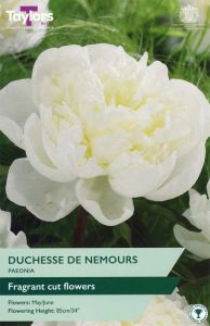 Taylor's Bulbs Paeonia Duchesse De Nemours