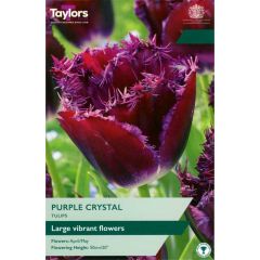 Taylors Bulbs Tulip Purple Crystal