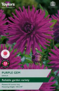Taylor's Bulbs Dahlia Purple Gem