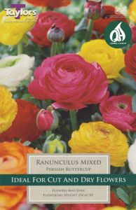 Ranunculus 