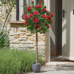 Smart Garden Regent's Roses 120cm - Ruby Red