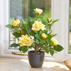 Smart Garden Regent's Roses 40cm - Sunshine Yellow
