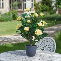 Smart Garden Regent's Roses 60cm - Sunshine Yellow