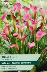 Taylor's Bulbs Zantedeschia Royal Plum