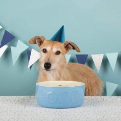 Scruffs Classic Food Bowl - 19cm Blue