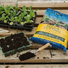 Westland Seed & Cutting Compost - 10L