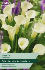 Taylor's Bulbs Zantedeschia Siberia