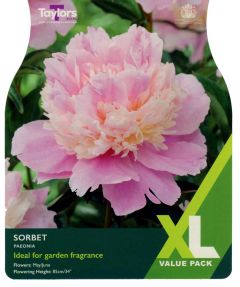 Taylor's Bulbs XL Paeonia Sorbet