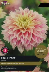 Taylor's Bulbs Dahlia Pink Impact 1
