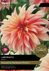 Taylor's Bulbs Dahlia Labyrinth 1