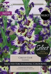 Gladioli Circus Club - Taylor's Bulbs