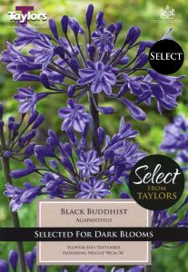 Agapanthus Black Buddhist 1 Pack - Taylors Bulbs