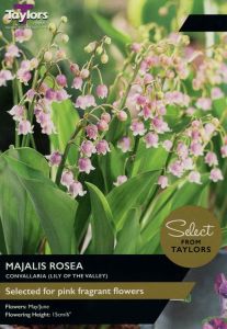 Taylor's Bulbs Convallaria Majalis Rosea