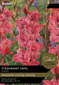 Taylor's Bulbs Gladioli Strawberry Swirl 