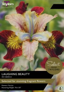 Taylor's Bulbs Iris Sibirica Laughing Beauty
