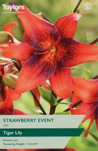 Taylor's Bulbs Lily Strawberry Event