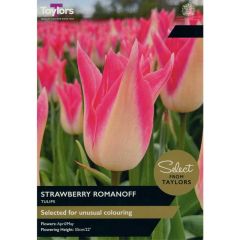Taylors Bulbs Tulip Strawberry Romanoff