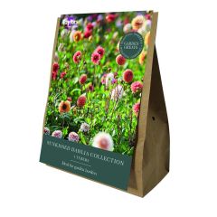 Taylor's Bulbs Dahlia Sunkissed Collection