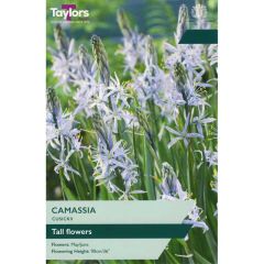 Taylors Bulbs Camassia Cusickii