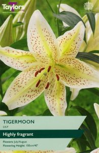 Taylor's Bulbs Lily Tigermoon
