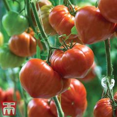 Tomato Gourmandia F1 - Thompson & Morgan