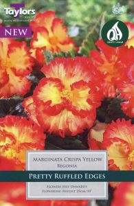 Begonia Marginata Crispa Yellow 3 Pack - Taylor's Bulbs