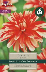Dahlia Dynamite - Taylor's Bulbs