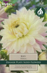 Dahlia Kiev - Taylor's Bulbs