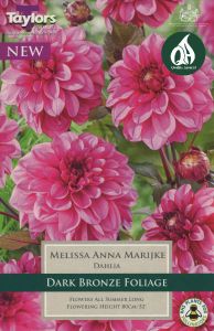 Dahlia Melissa Anna Marijke - Taylor's Bulbs