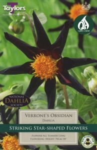 Dahlia Verrone's Obsidian 1 Pack - Taylors Bulbs