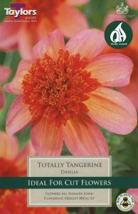 Dahlia Totally Tangerine - Taylor's Bulbs