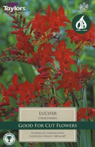 Crocosmia Lucifer 7 Pack - Taylors Bulbs