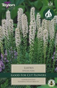 Liatris Alba 8 Pack - Taylor's Bulbs