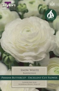 Ranunculus Snow White - Taylor's Bulbs