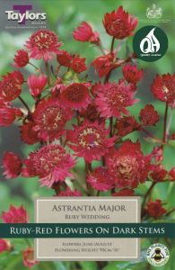 Astrantia Major Ruby Wedding - Taylor's Bulbs