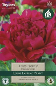 Rosea Felix Crousse - Taylor's Bulbs