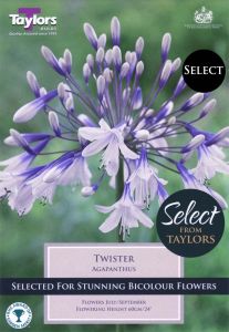 Agapanthus Twister - Taylor's Bulbs