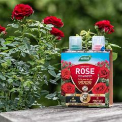 Westland Westland  2 In 1 Feed & Protect Rose 500ml
