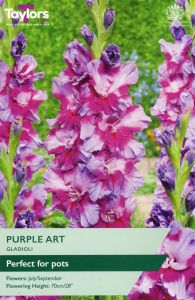 Taylor's Bulbs Gladioli Purple Art