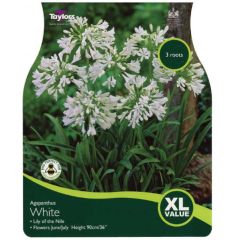 Agapanthus White - Taylors Bulbs