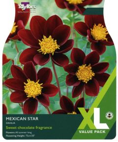Taylor's Bulbs Dahlia Mexican Star