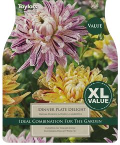 Dahlia Dinnerplate Delight 3 Pack - Taylor's Bulbs