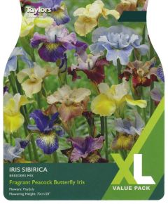 Taylor's Bulbs Iris Sibirica Breeders Mix XL